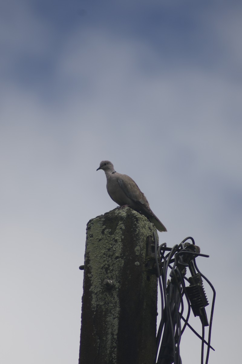 Буулгат хүүрзгэнэ - ML642478963