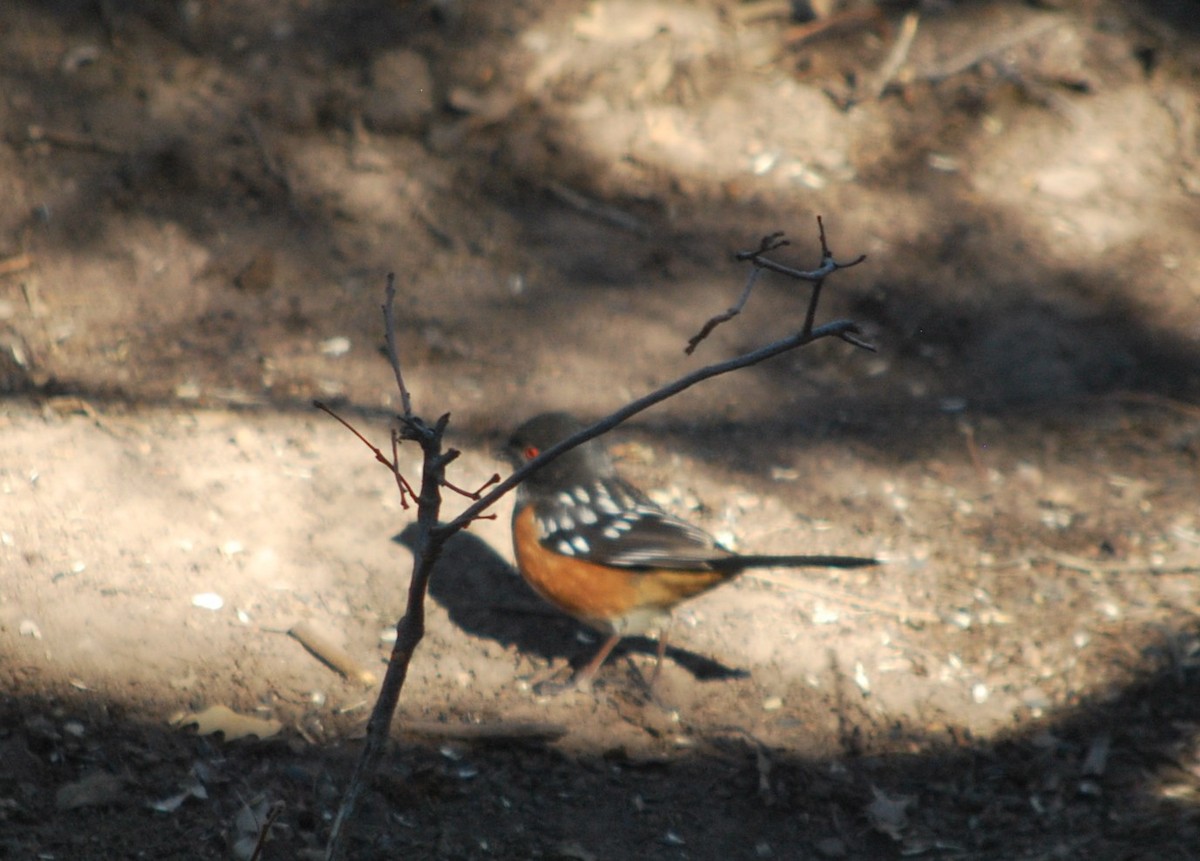 Spotted Towhee - ML642478968