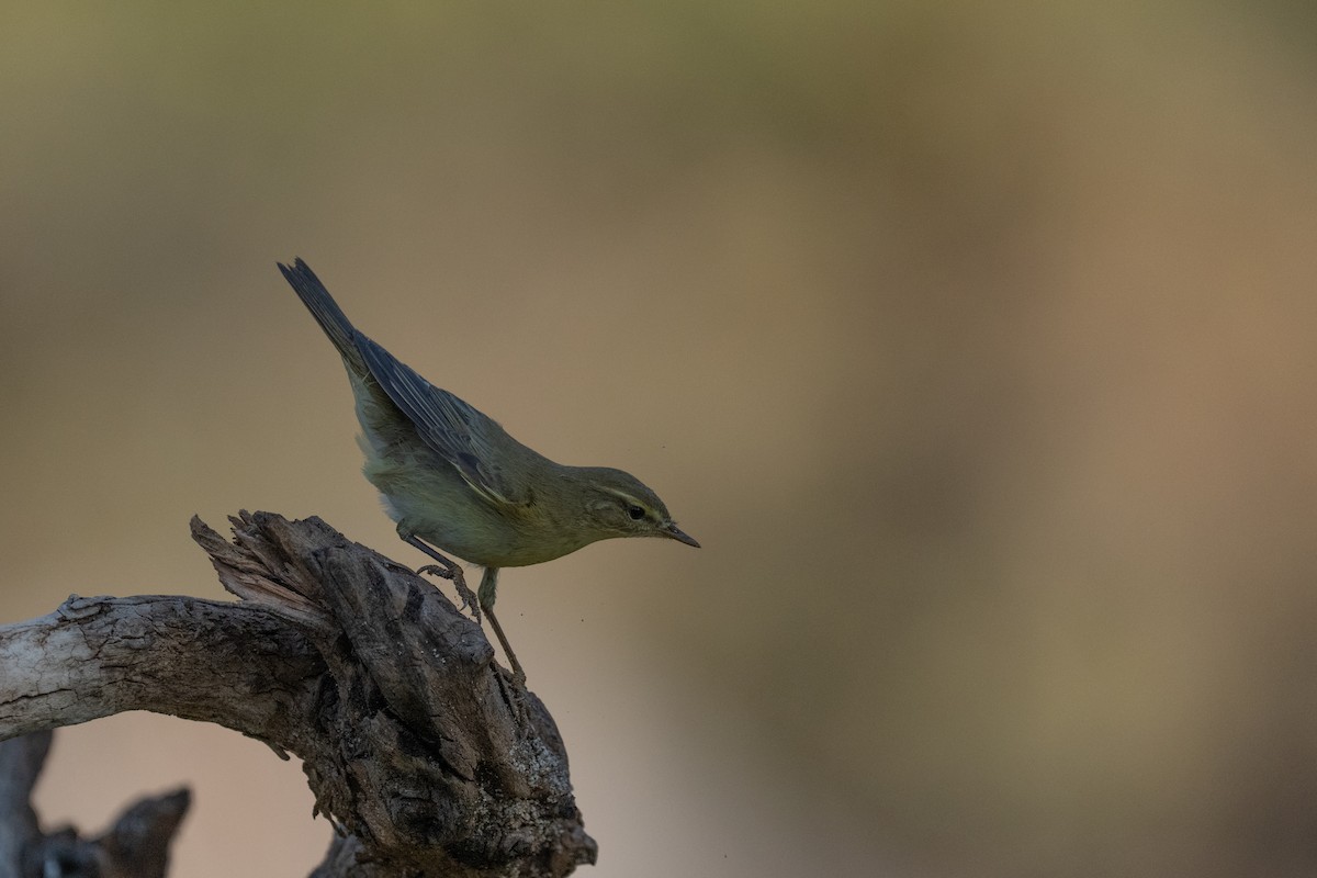 Willow Warbler - ML642478969