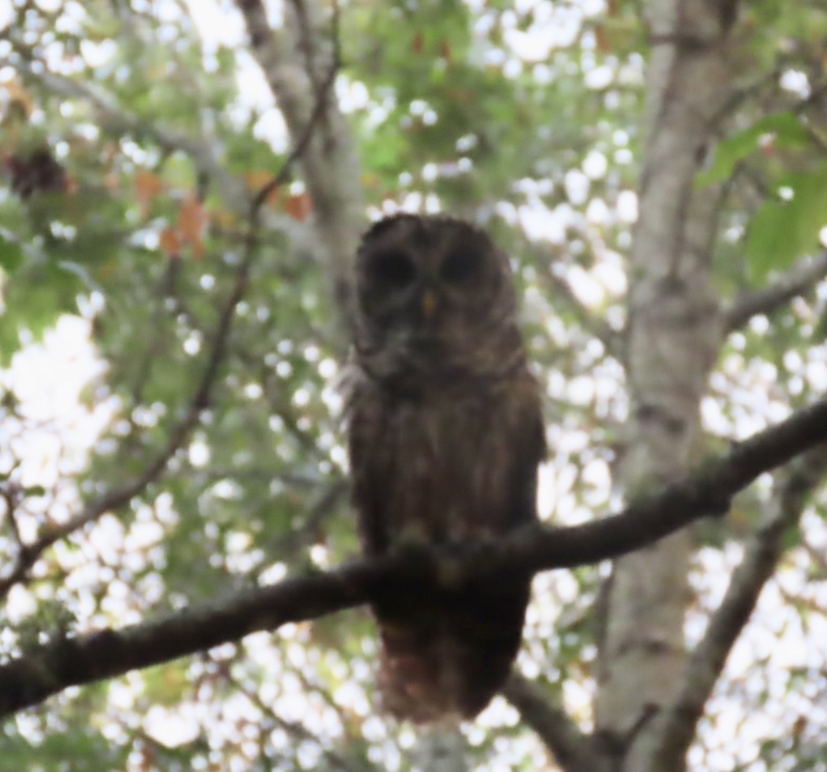 Barred Owl - ML642479009