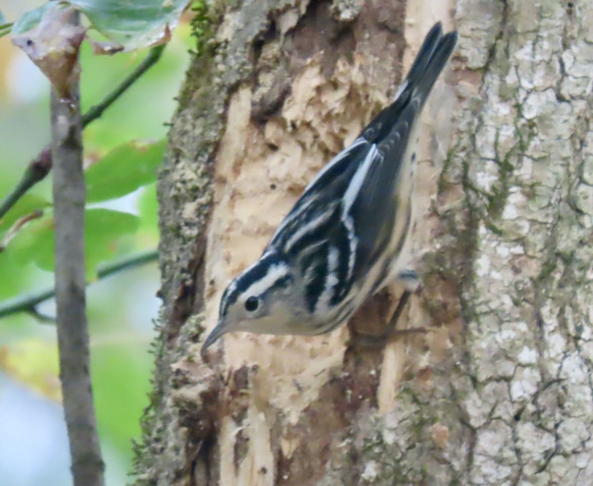 Black-and-white Warbler - ML642479017