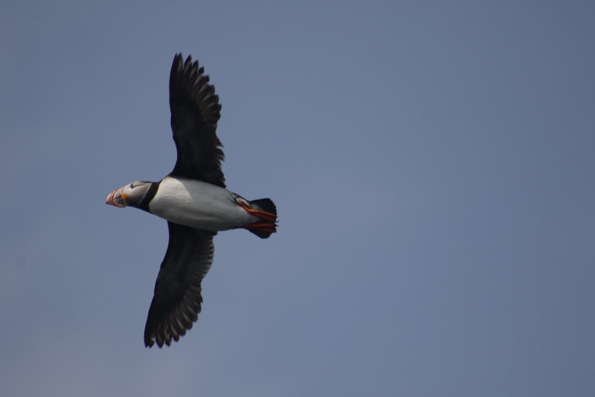 Atlantic Puffin - ML642479018