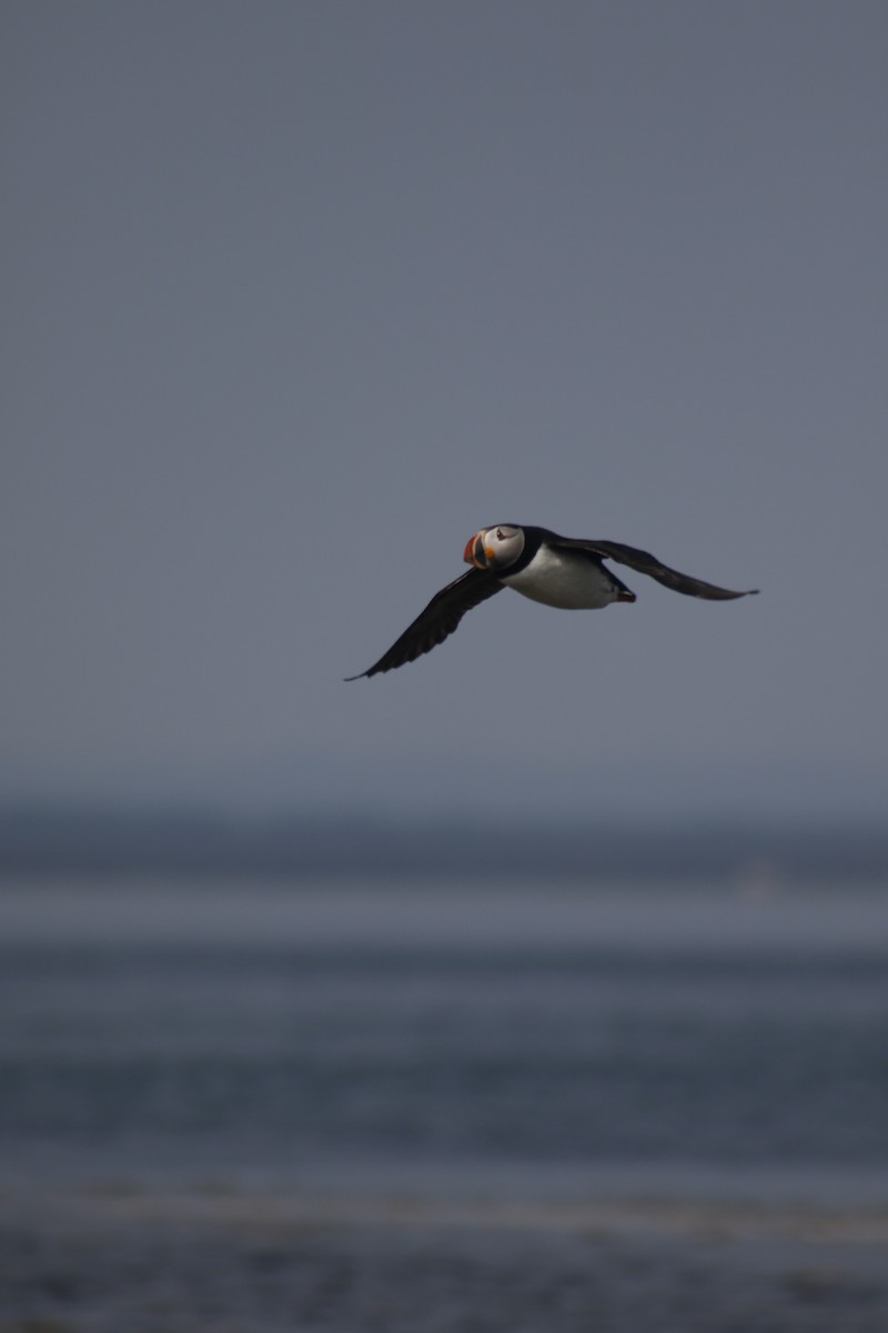 Atlantic Puffin - ML642479019