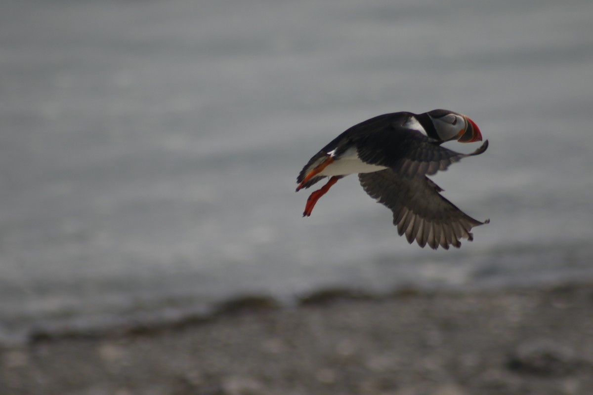 Atlantic Puffin - ML642479025