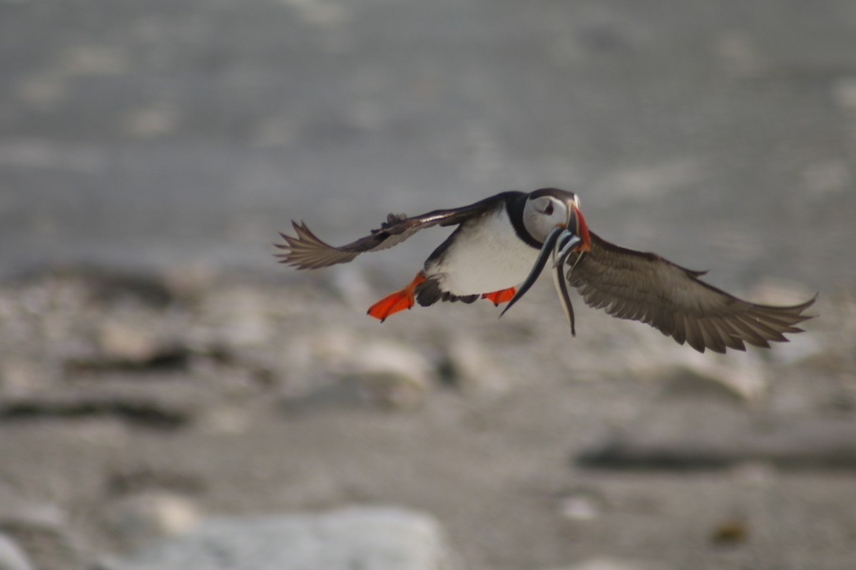 Atlantic Puffin - ML642479026