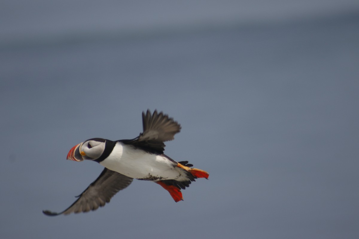 Atlantic Puffin - ML642479027