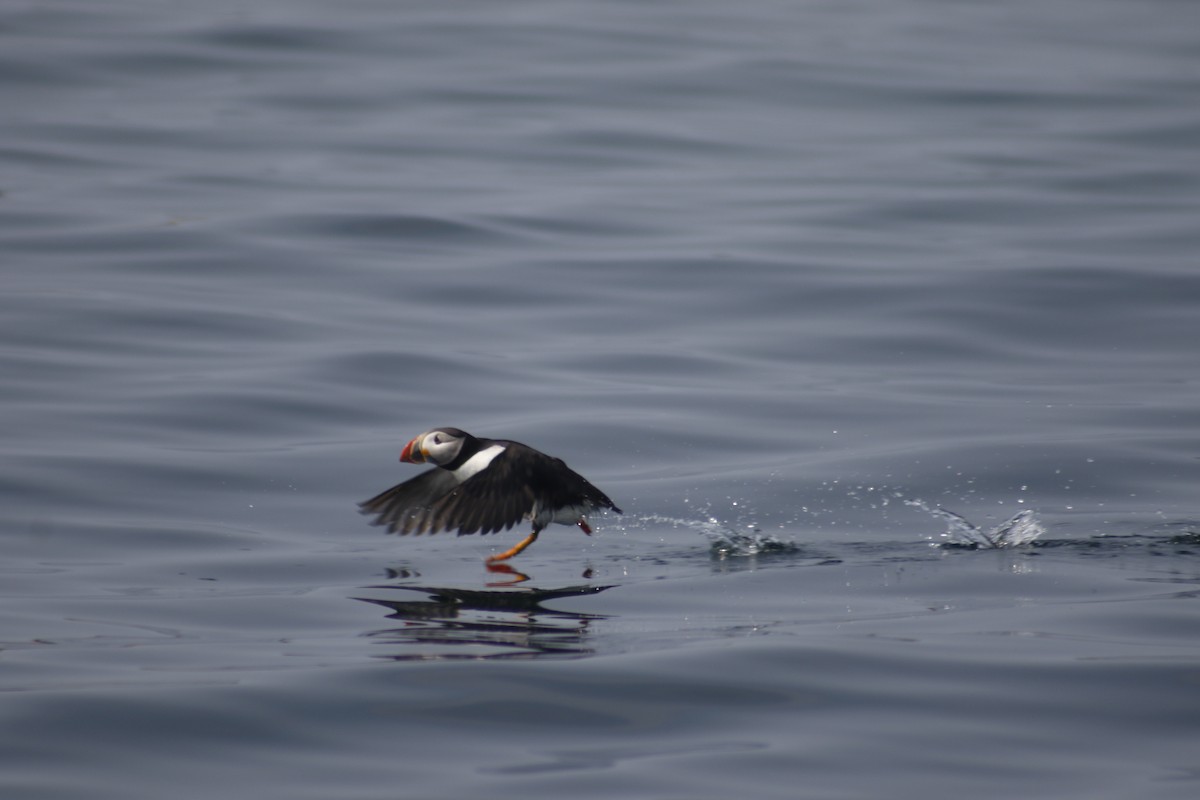 Atlantic Puffin - ML642479028