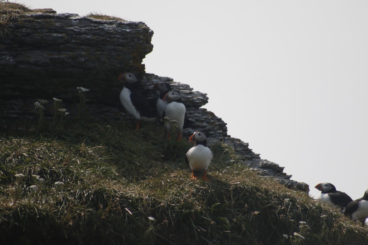 Atlantic Puffin - ML642479029