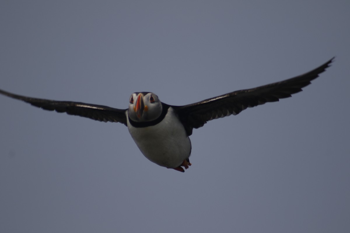 Atlantic Puffin - ML642479030