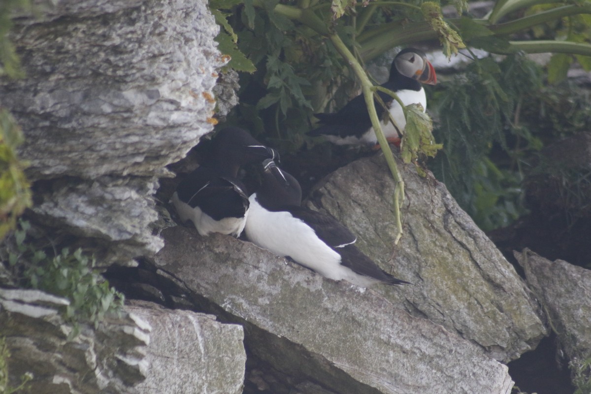 Razorbill - ML642479044