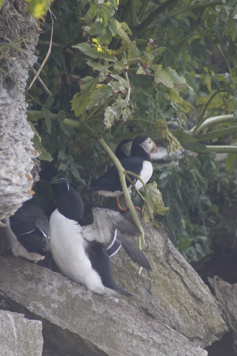 Razorbill - ML642479045