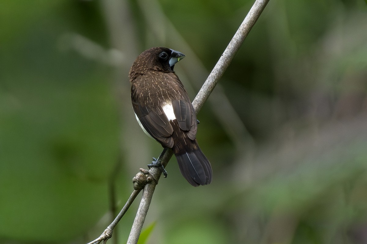 White-rumped Munia - ML642479050