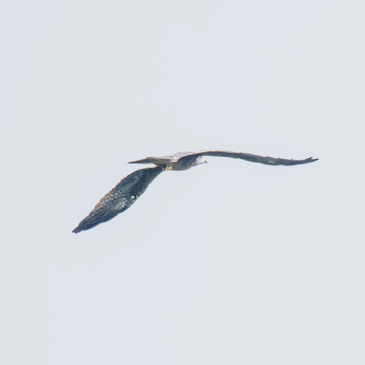 White-eyed Buzzard - ML642479087
