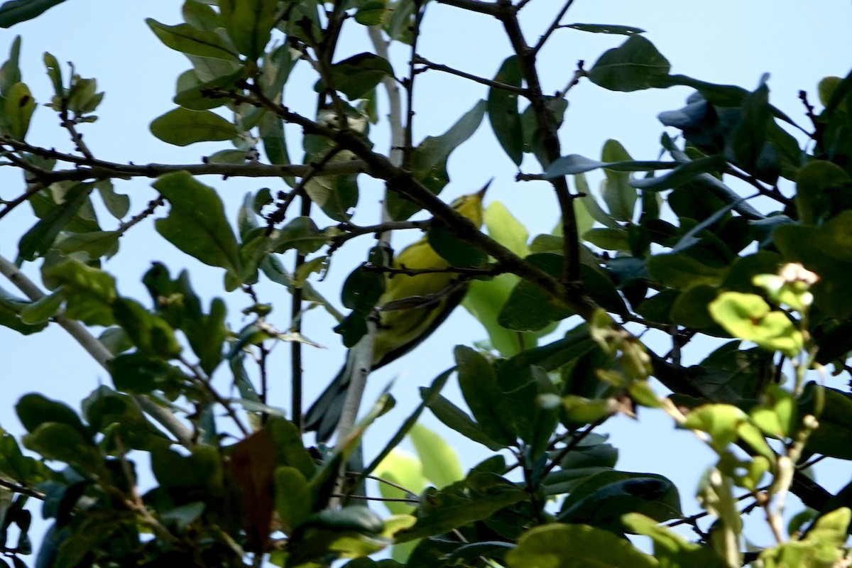Prairie Warbler - ML642479104