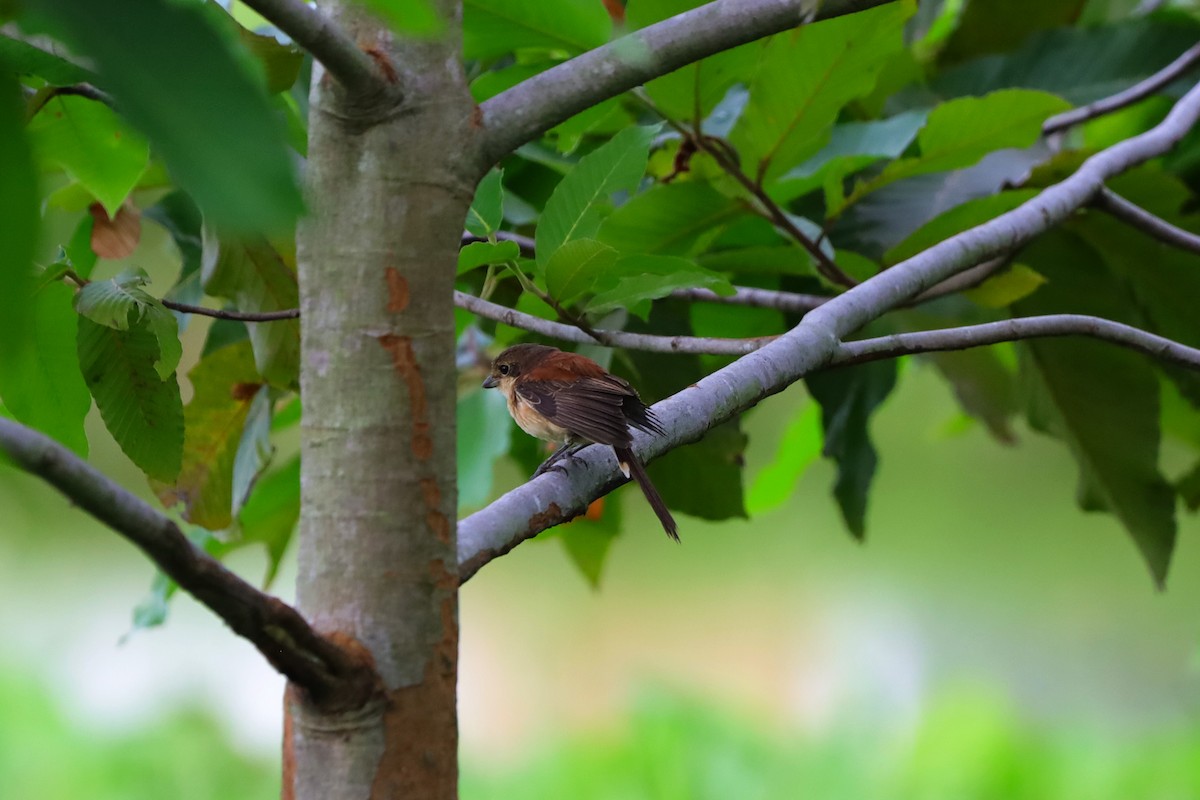Burmese Shrike - ML642479111