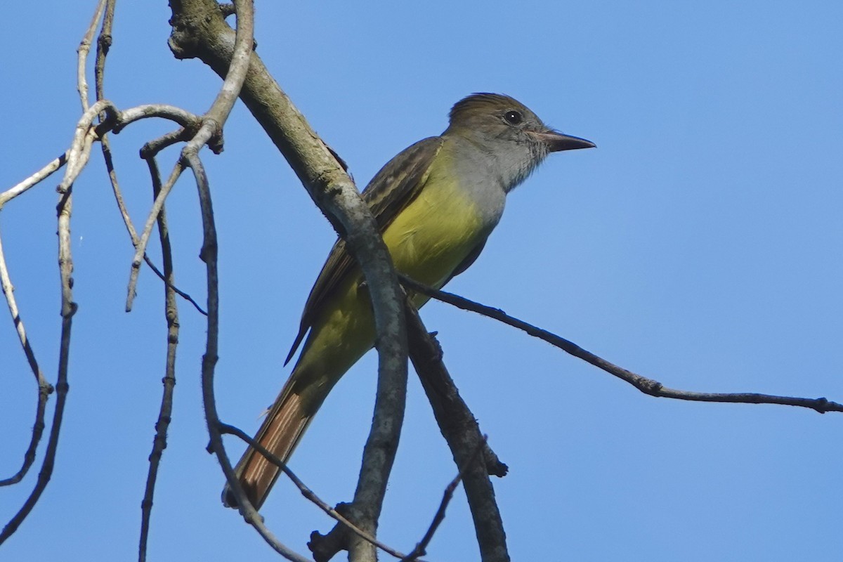Great Crested Flycatcher - ML642479128