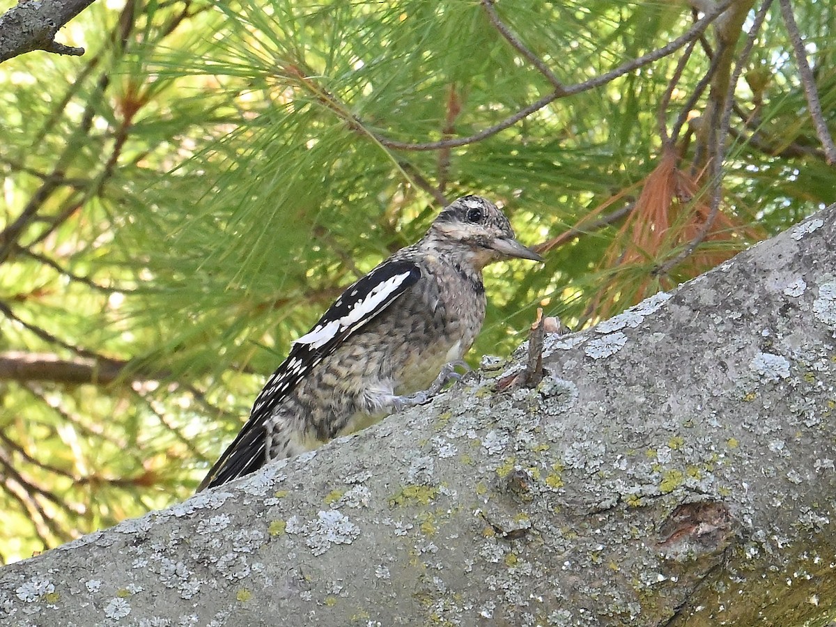 Yellow-bellied Sapsucker - ML642479129