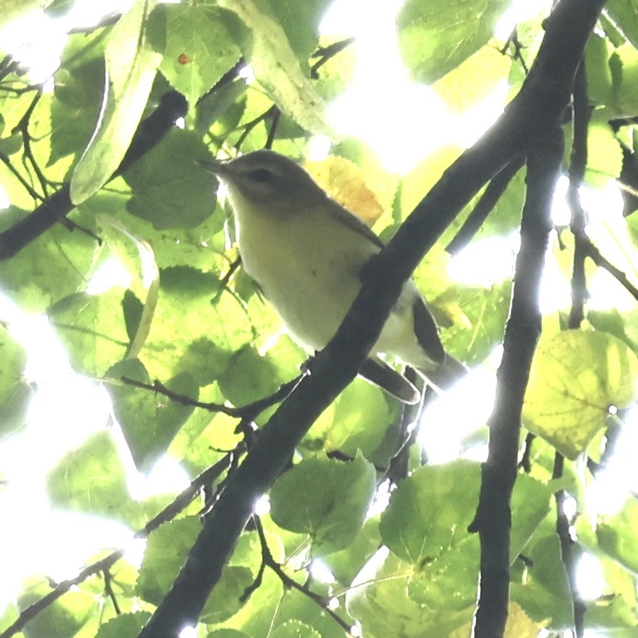 Philadelphia Vireo - ML642479132