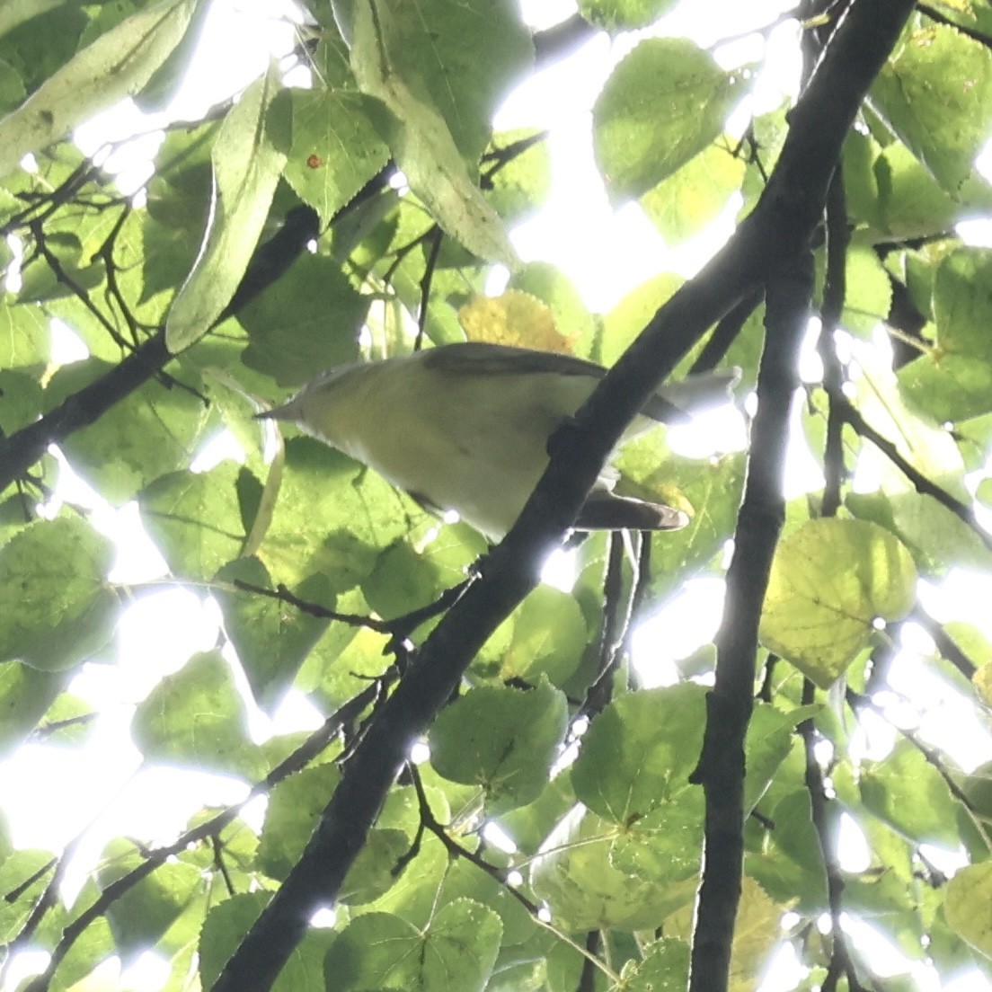 Philadelphia Vireo - ML642479133