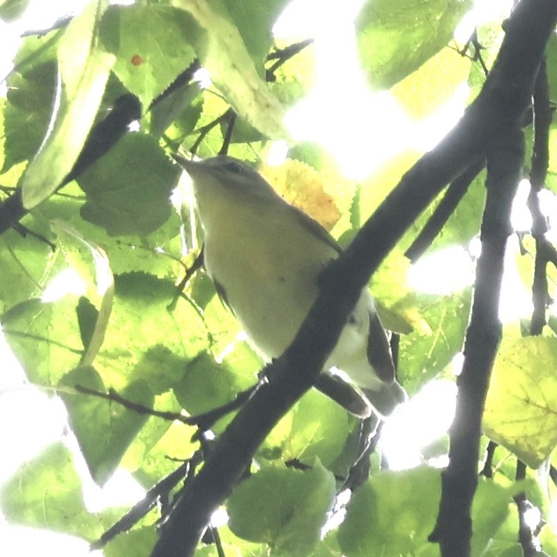 Philadelphia Vireo - ML642479134