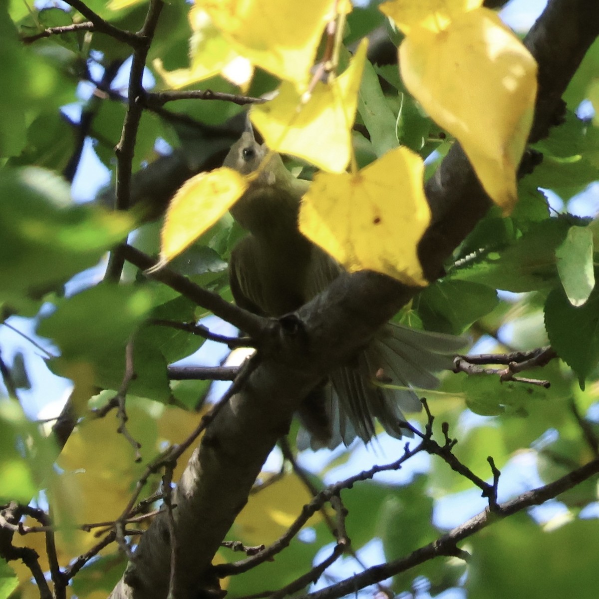 Philadelphia Vireo - ML642479135