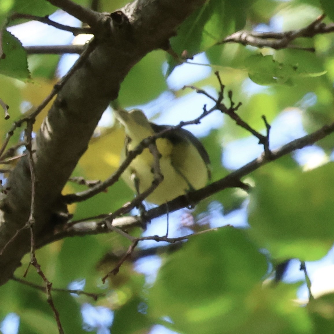 Philadelphia Vireo - ML642479137