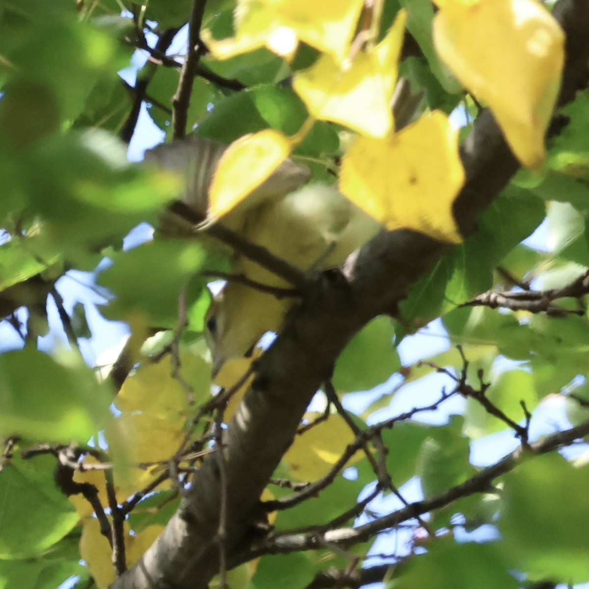 Philadelphia Vireo - ML642479138