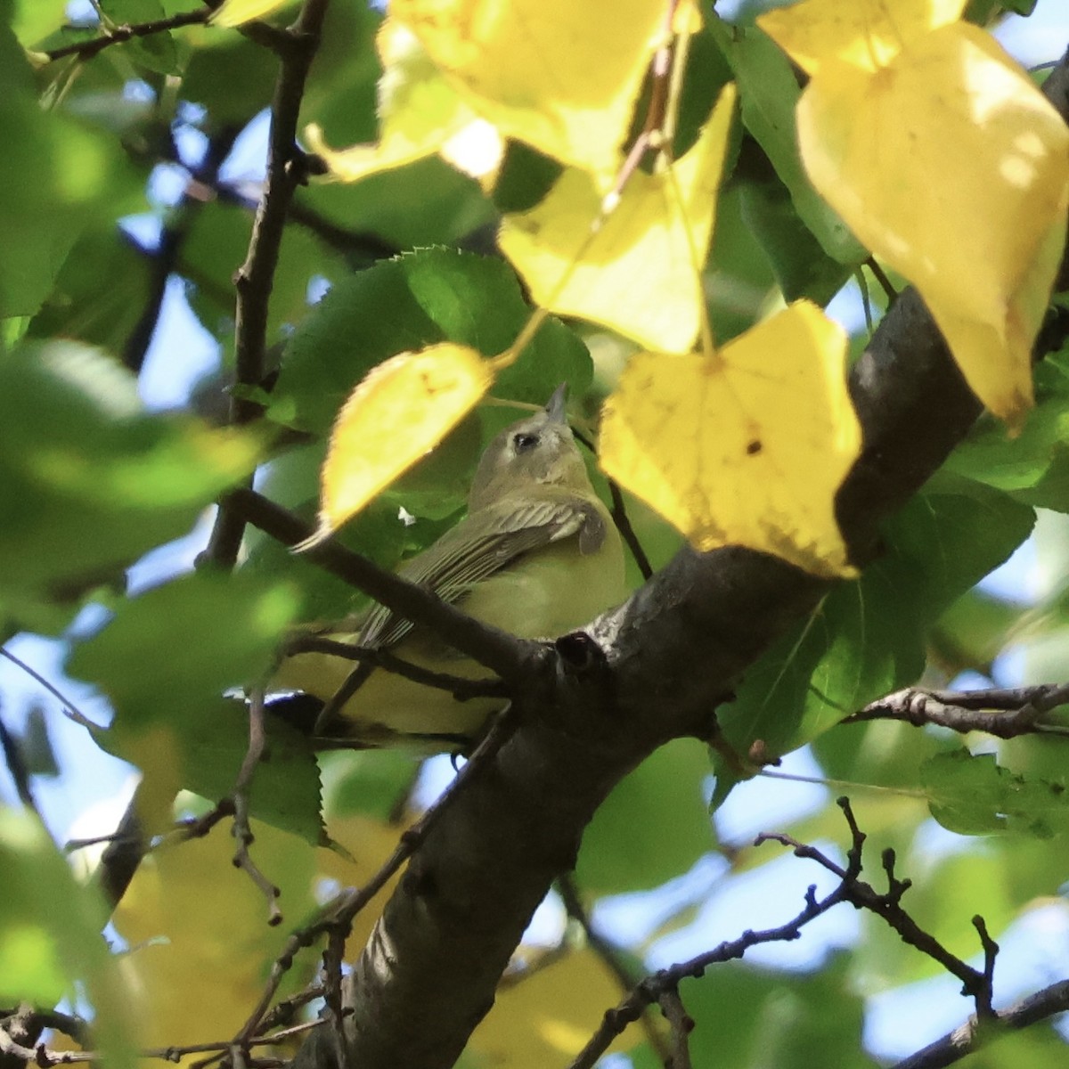 Philadelphia Vireo - ML642479139
