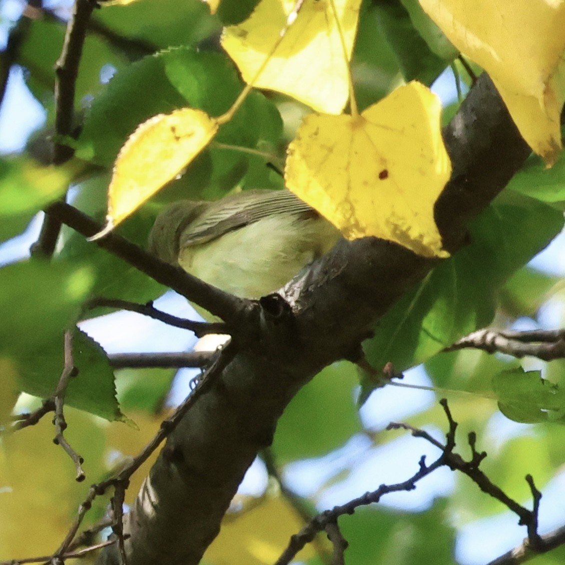 Philadelphia Vireo - ML642479140