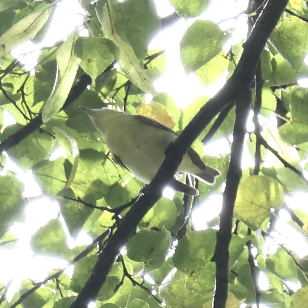 Philadelphia Vireo - ML642479141