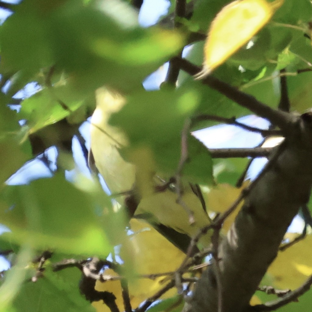 Philadelphia Vireo - ML642479142