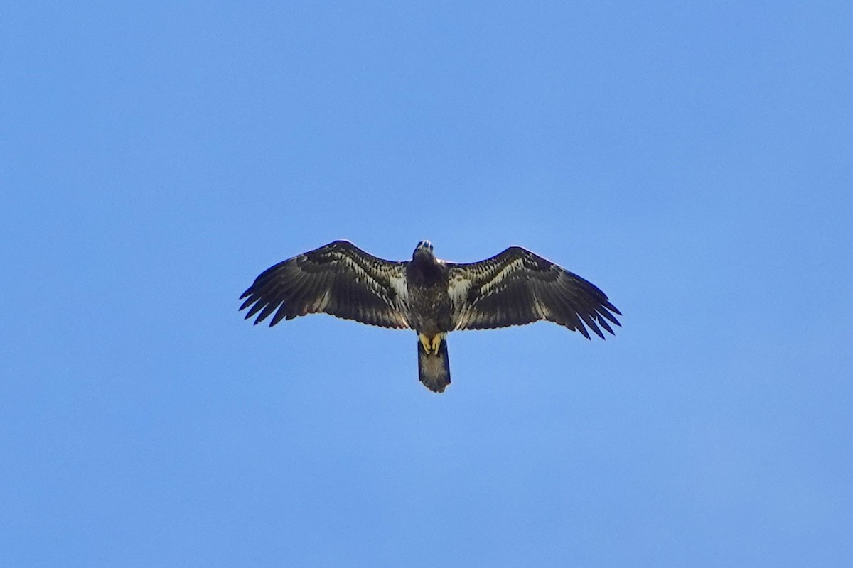 Bald Eagle - ML642479150