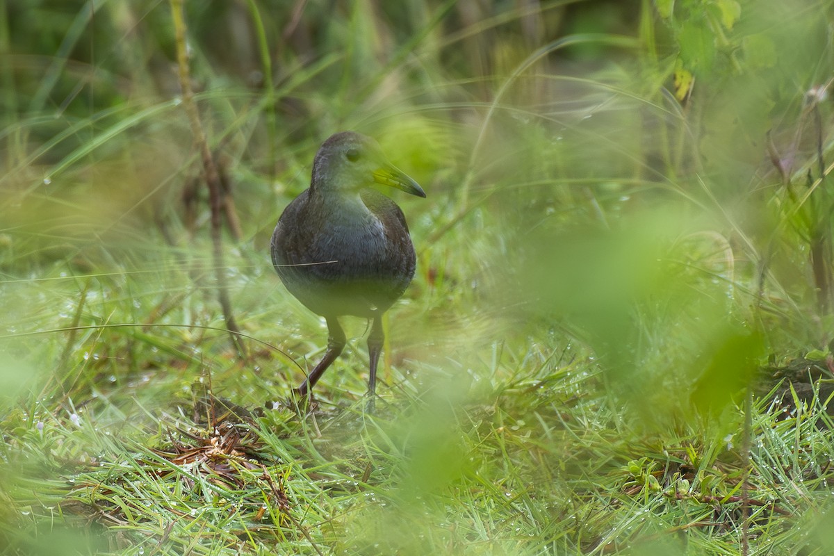 Brown Crake - ML642479153