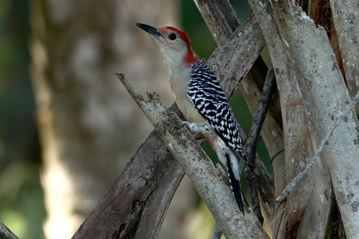Red-bellied Woodpecker - ML642479156