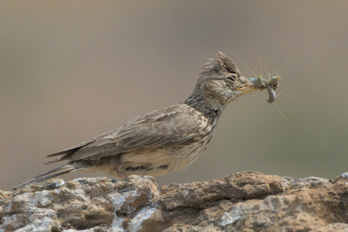 Large-billed Lark - ML642479170