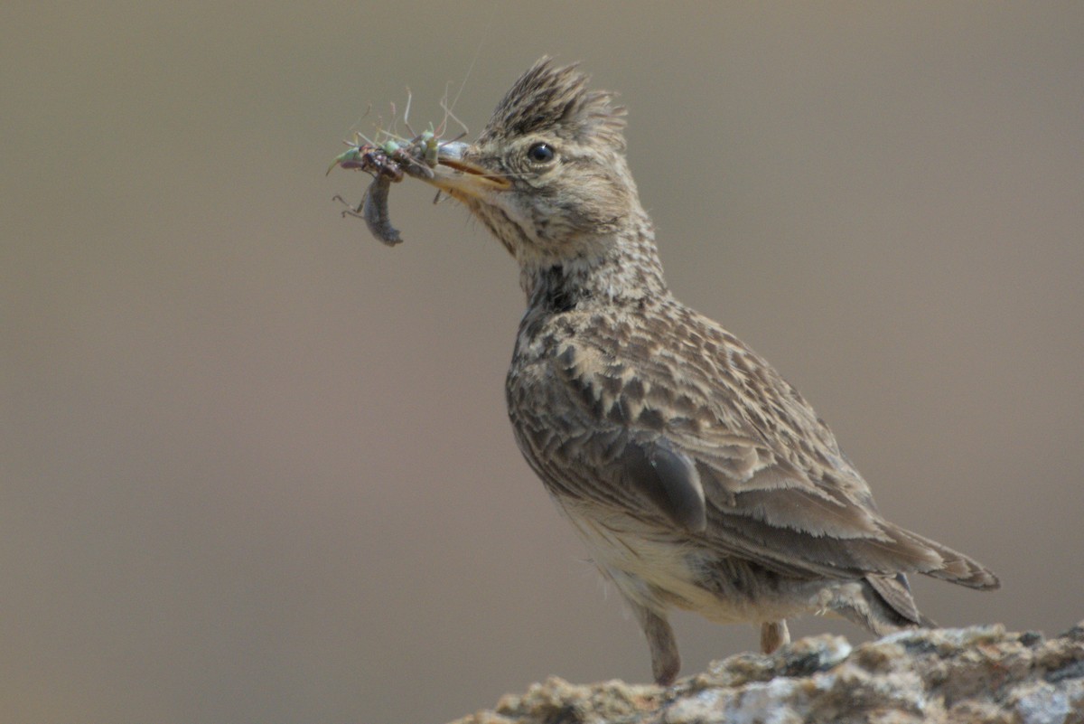 Large-billed Lark - ML642479171
