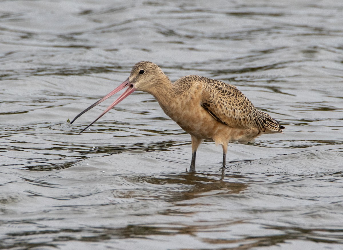 Marbled Godwit - ML642479213