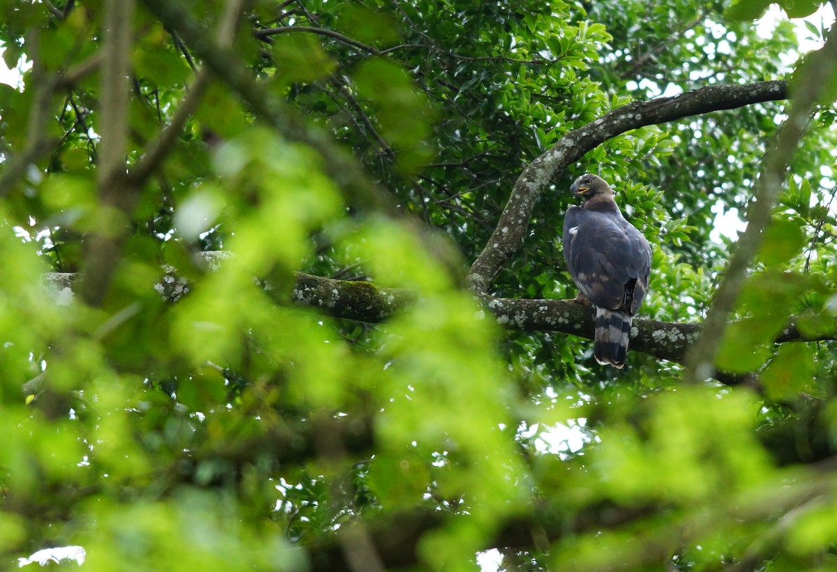 Crowned Eagle - ML642479225