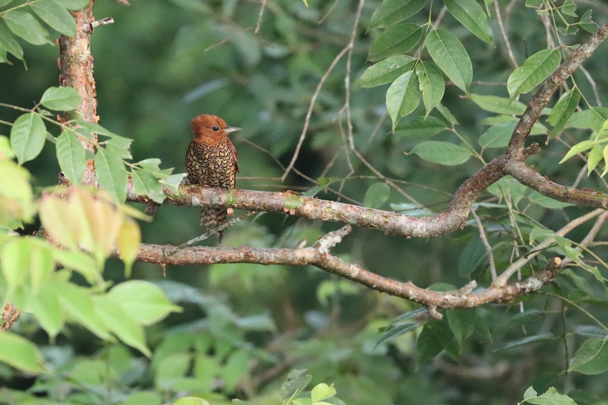Cinnamon Woodpecker - ML642479230