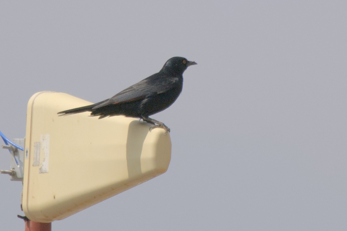 Pale-winged Starling - ML642479244