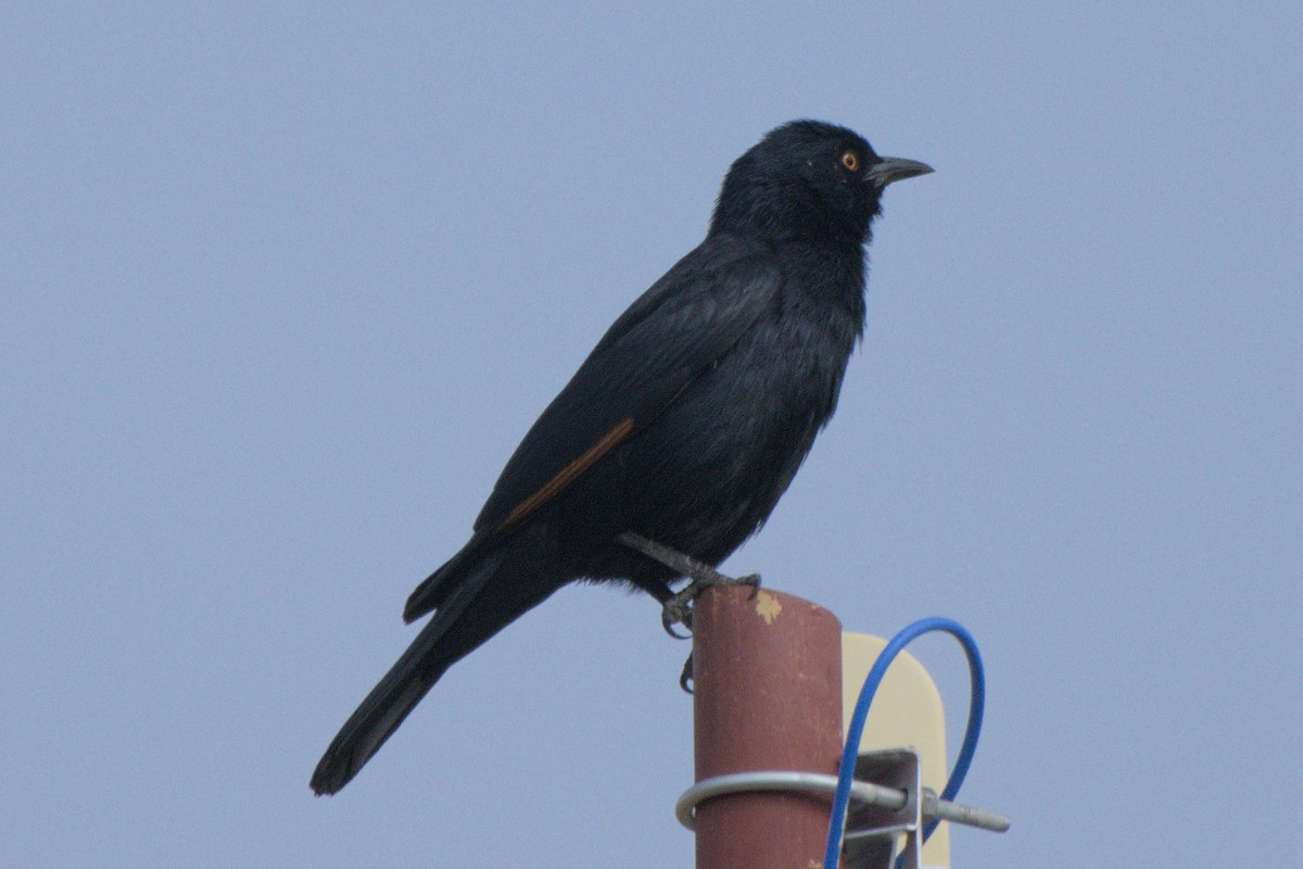 Pale-winged Starling - ML642479245