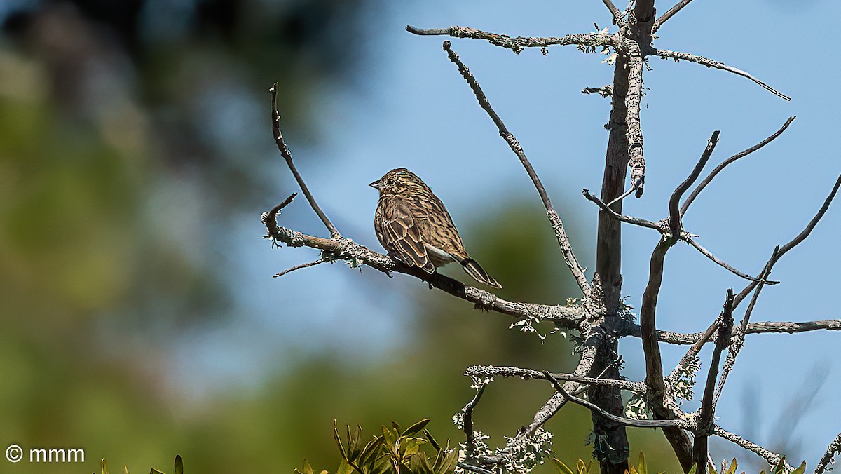 Hesi-berdantza - ML642479258