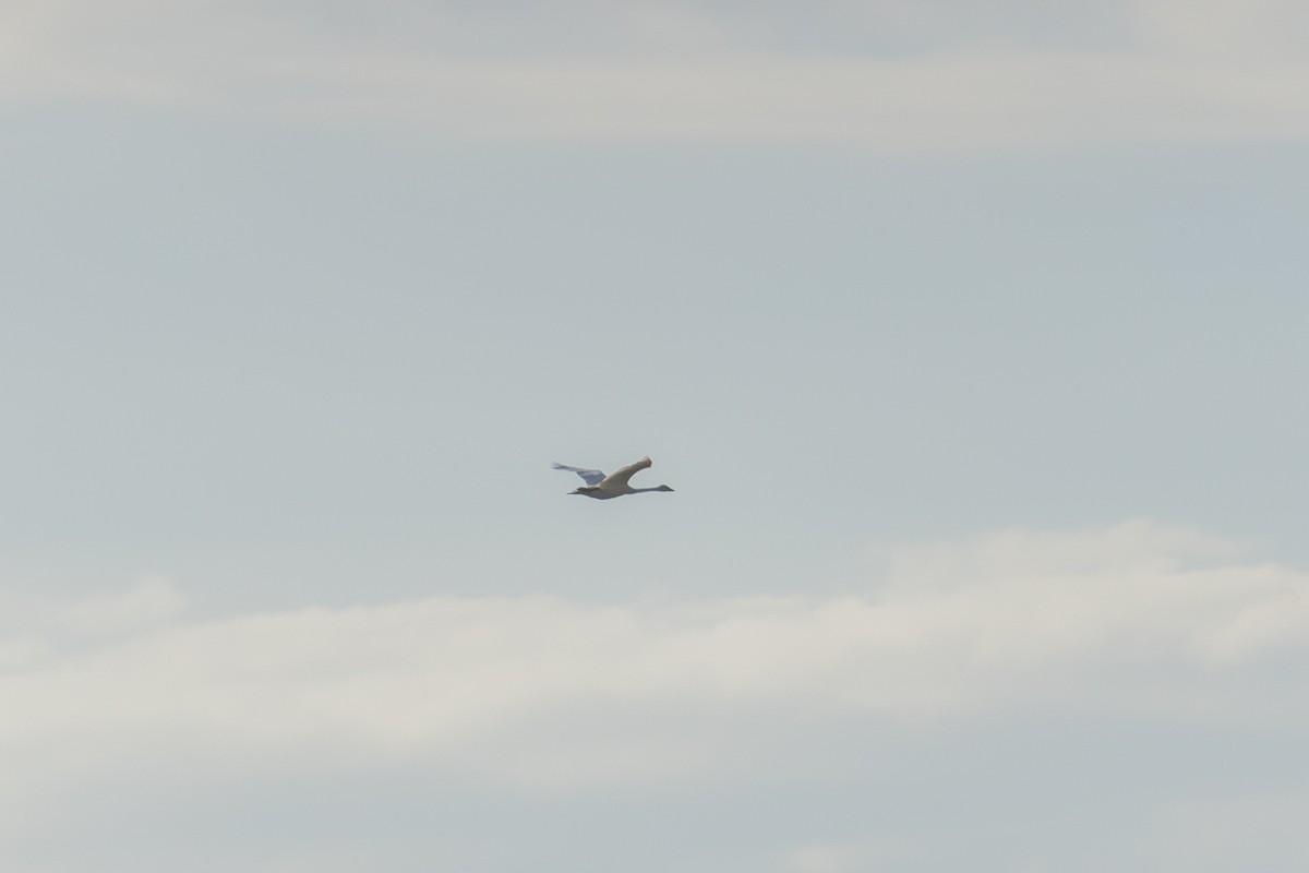 Trumpeter Swan - ML642479326