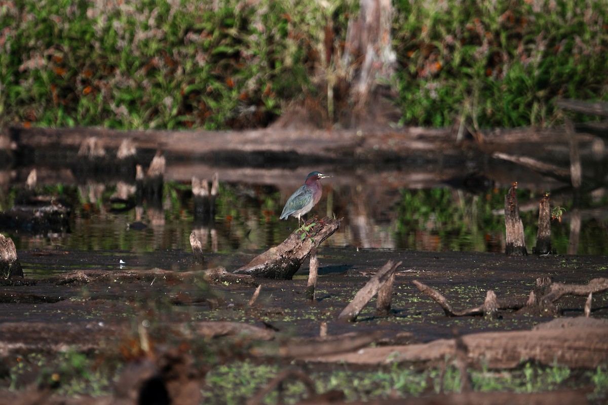 Green Heron - ML642479339