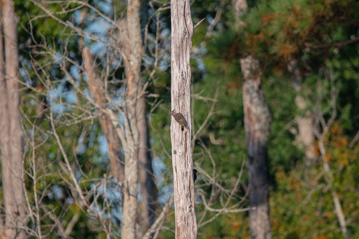 Northern Flicker - ML642479342