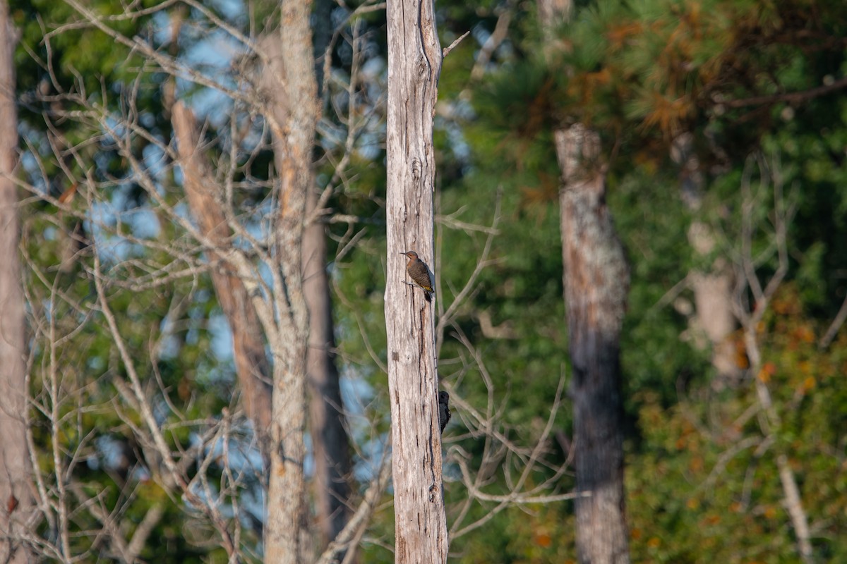 Northern Flicker - ML642479343
