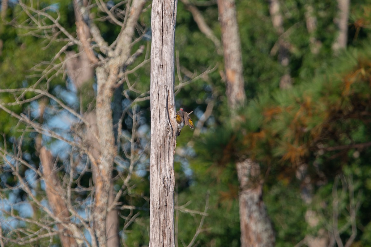Northern Flicker - ML642479344