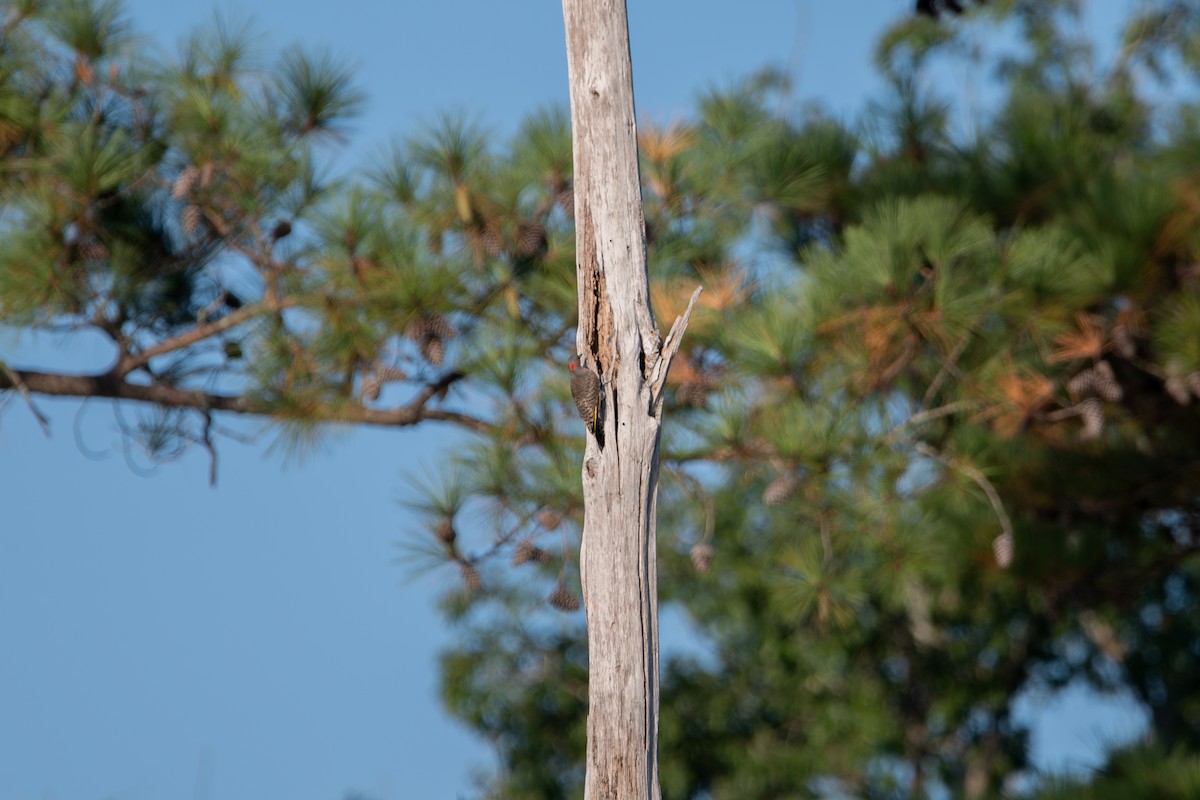 Northern Flicker - ML642479345