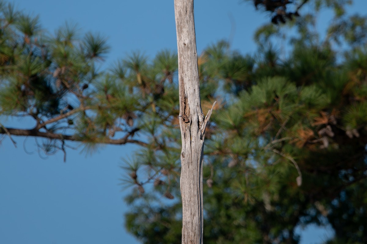 Northern Flicker - ML642479346