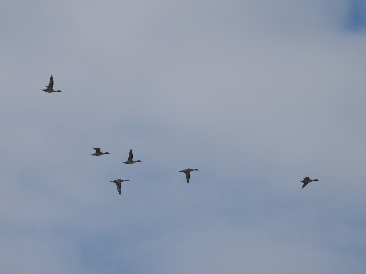 Northern Pintail - ML642479357